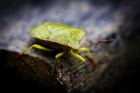 Green Shield Bug