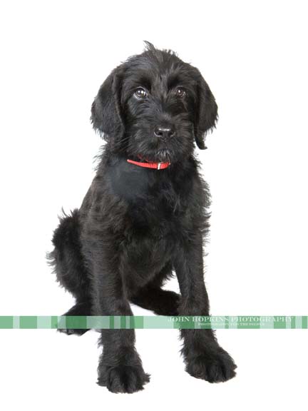 Black dog on white background