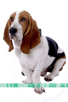 Bassett